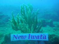 photoiwata